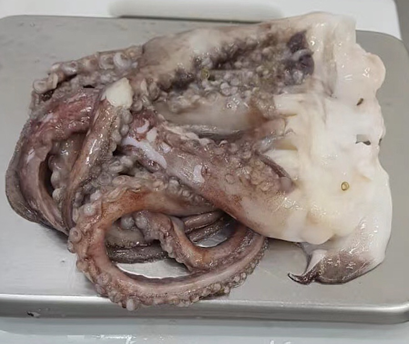 Giant Squid Tentacles