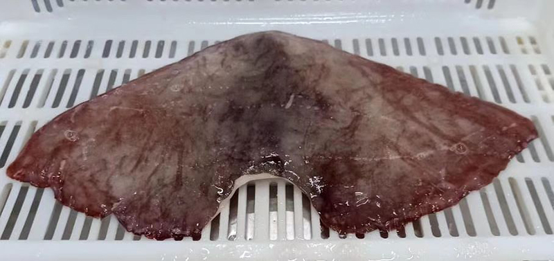 Giant Squid Wing