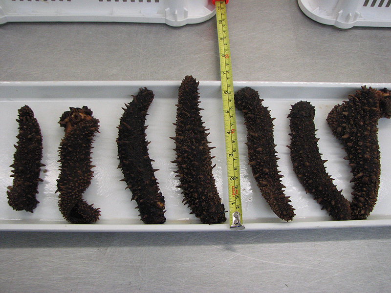 Sea Cucumber Skin 