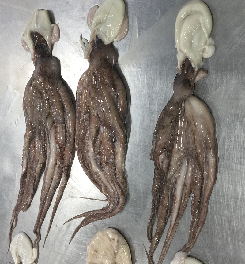 Giant Octupus