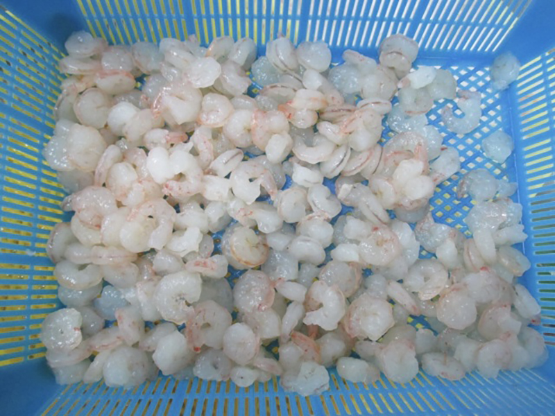 Pink Hub Shrimp