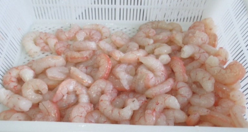 Red Hub Shrimp