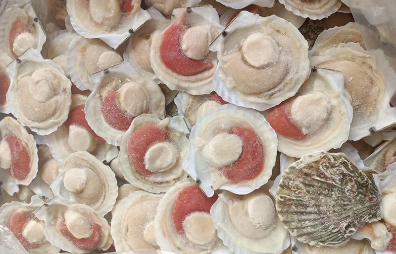 Scallop