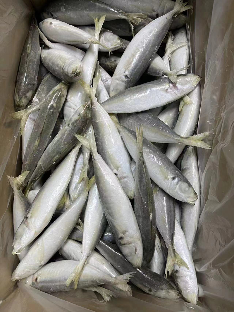 Horse Mackerel