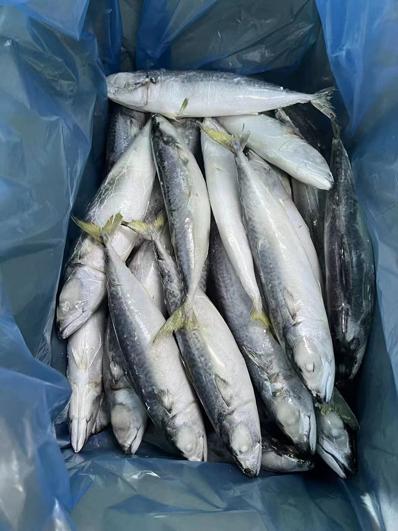 Pacificus Mackerel