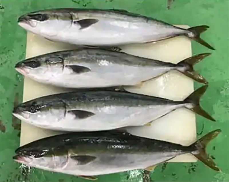 Yellowtail
