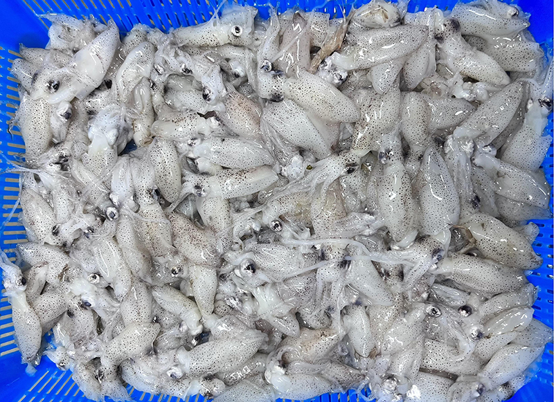 Baby Squid（Loligo Japonica)
