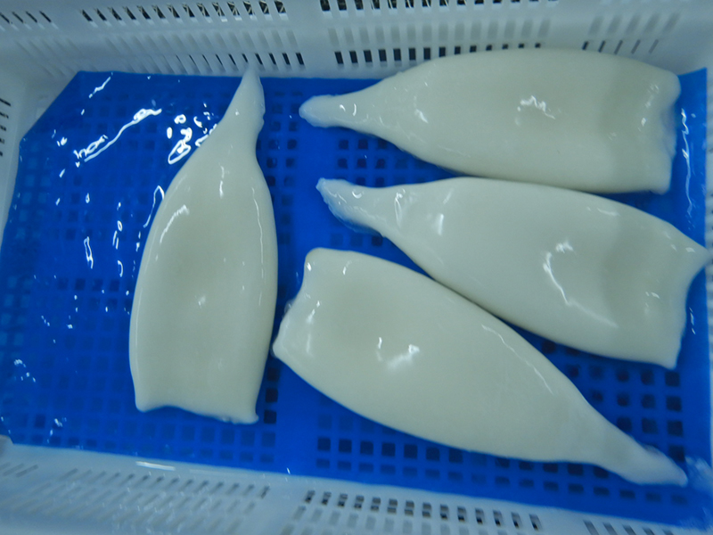 Illex Squid