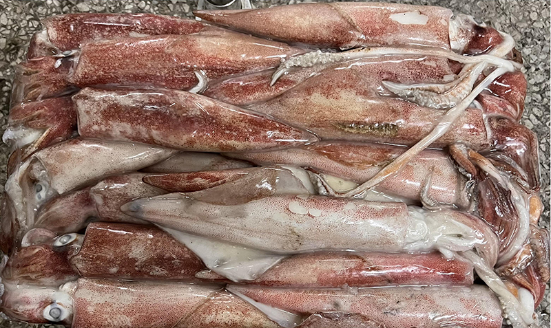 Loligo Chinensis