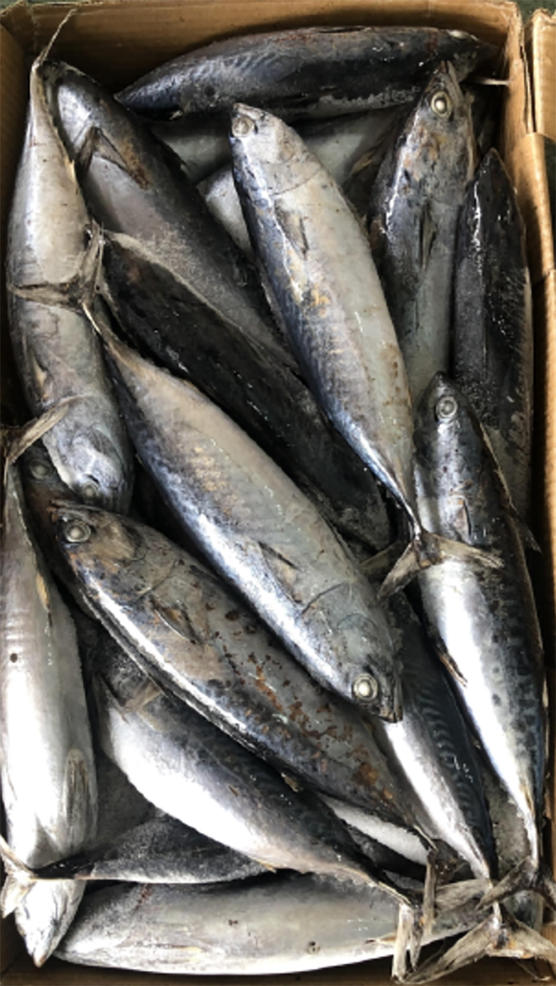 Bonito