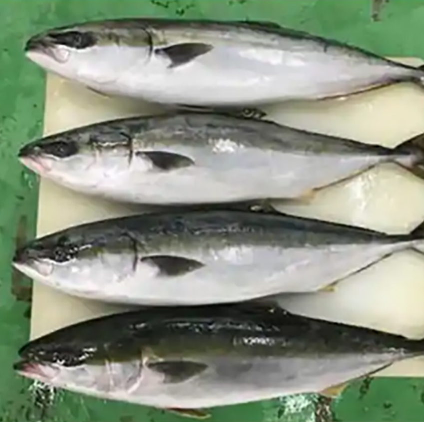 Raw Ocean Fish